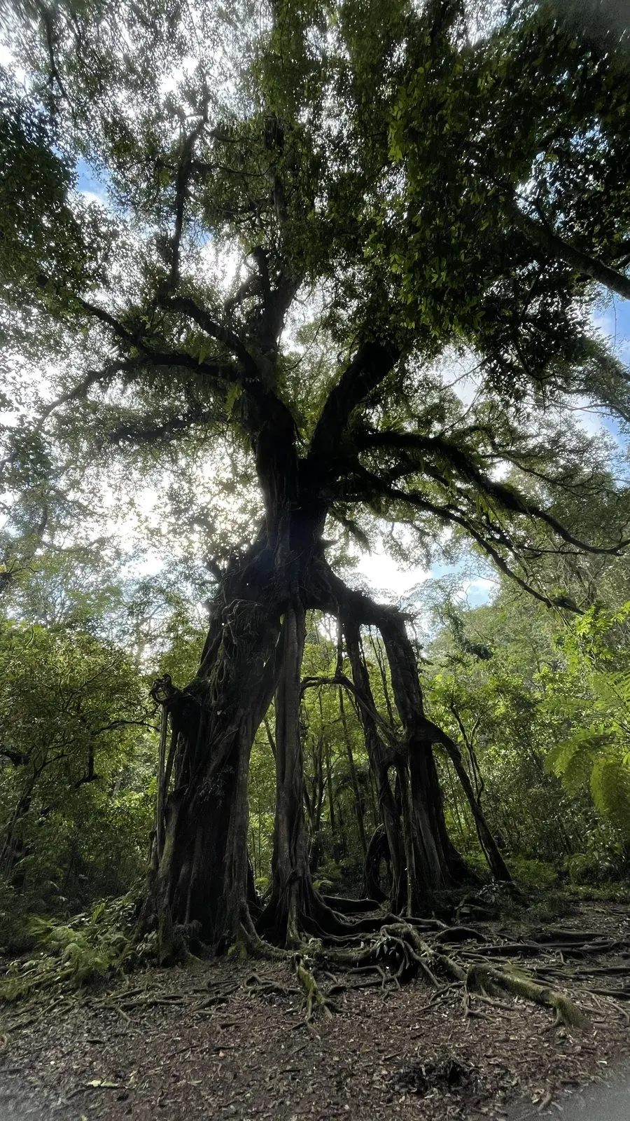 Nature, Indonesia