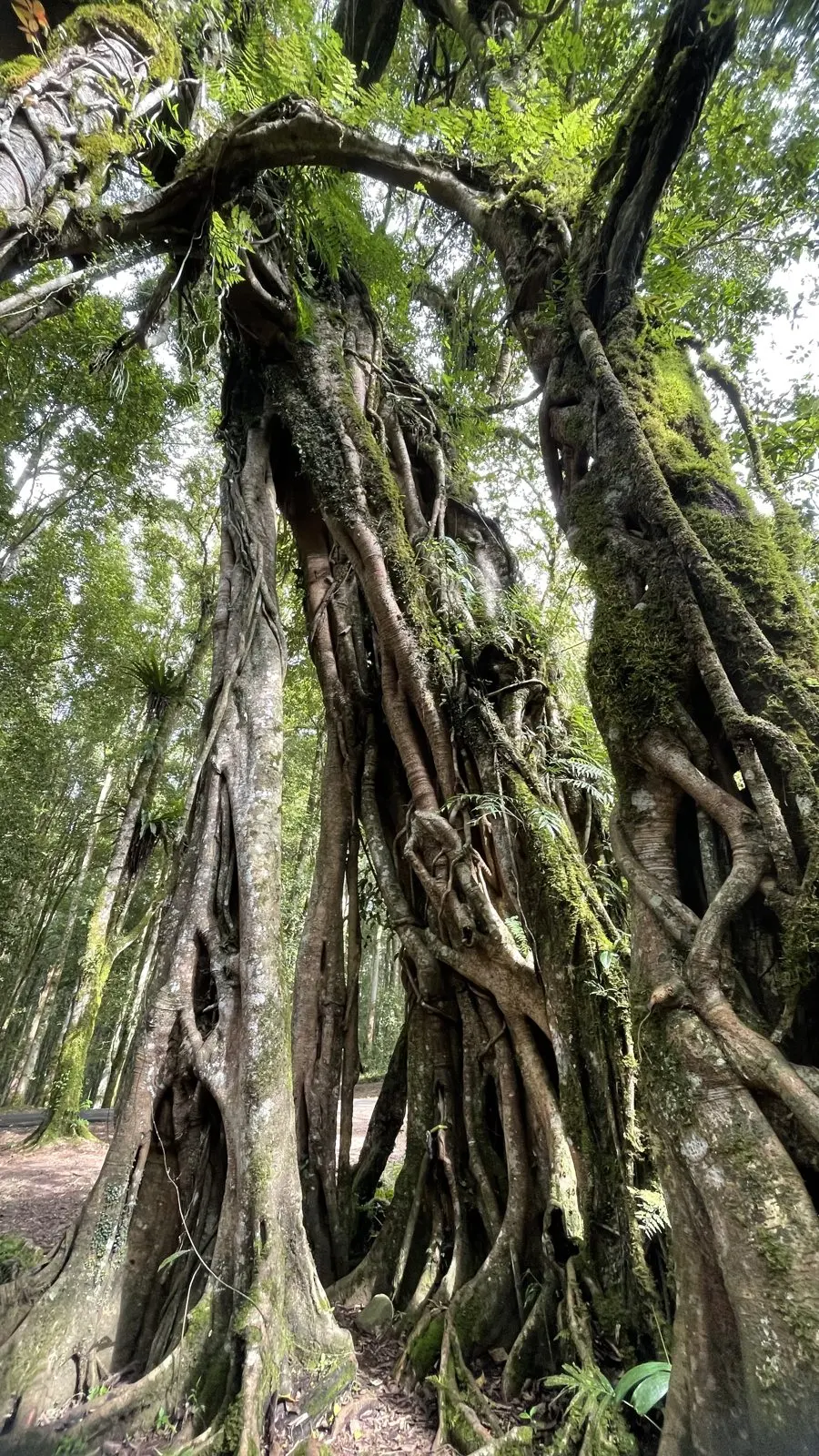 Nature, Indonesia