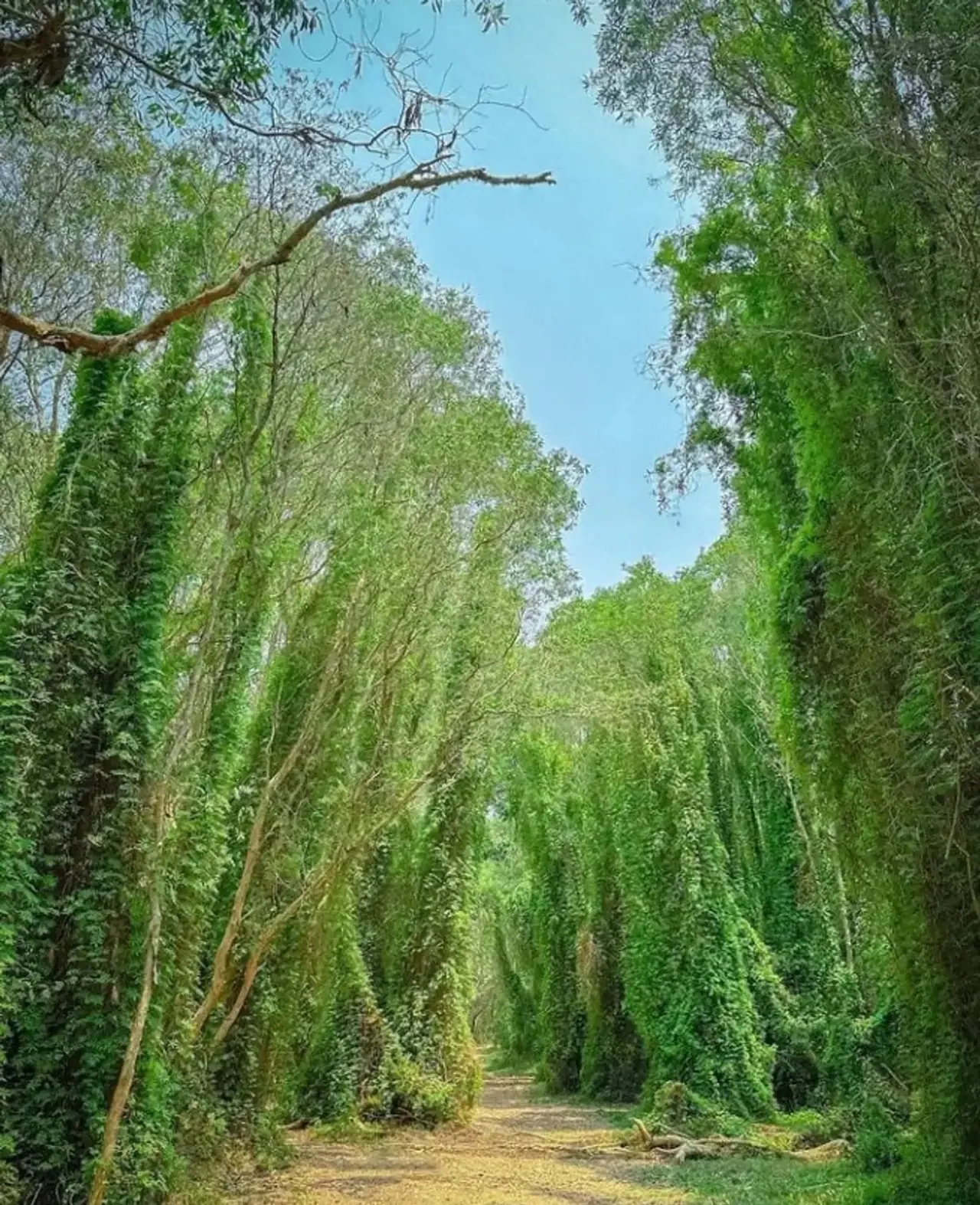 Nature, Vietnam